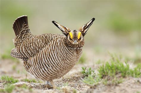 The Lesser Prairie Chickens Spot On The Endangered Species List Is In