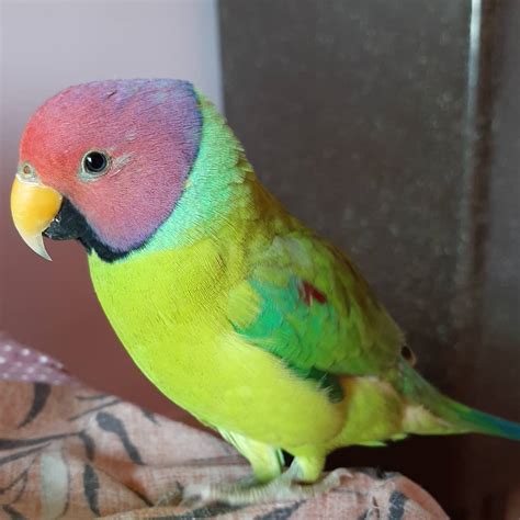 Plum Headed Parakeet Birds Online Shop