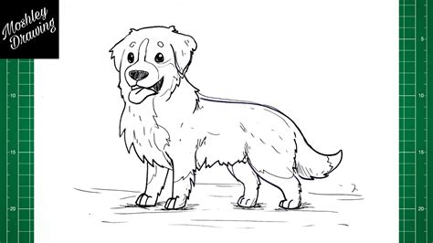 How To Draw A Bernese Mountain Dog Youtube