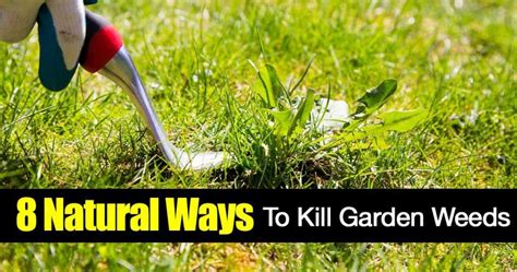 Garden Weeds 8 Ways On Killing Weeds Naturally How To