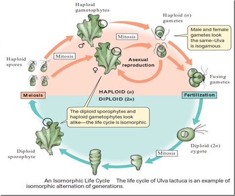 Isomorphic Diplohaplontic Life Cycle Life Cycles Plant Life Cycle Life
