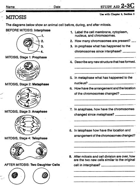 The Cell Cycle And Mitosis Worksheets Answer Key