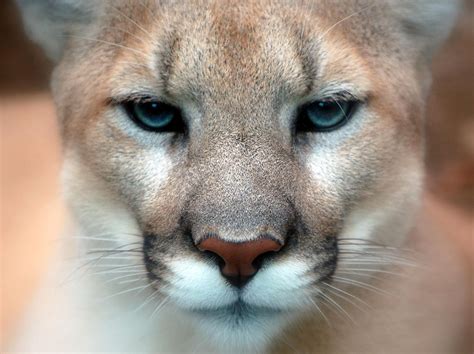 dnr confirms cougar sightings in langlade county wxpr