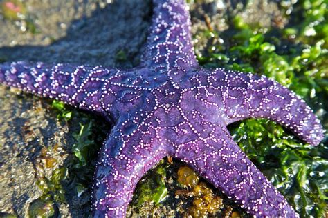 Purple Starfish Starfish Starfish Tattoo Underwater Creatures