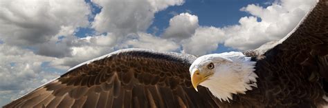 Composite Of A Bald Eagle Flying In A Cloudy Sky Minnesota Eagles