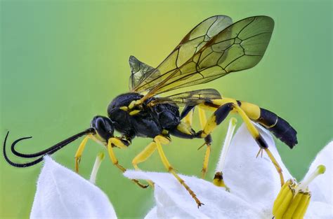 How Bees Wasps And Hornets Are Different Blog Tps