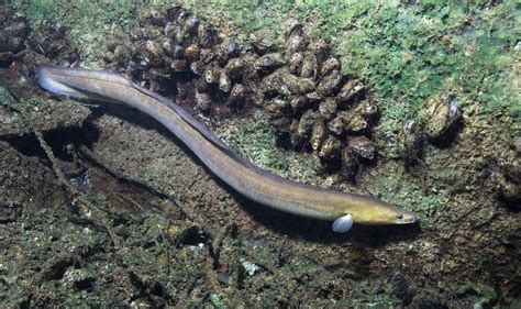 Man Nearly Dies After Sending A Live Eel Up His A To Cure His Constipation Whiskey Riff