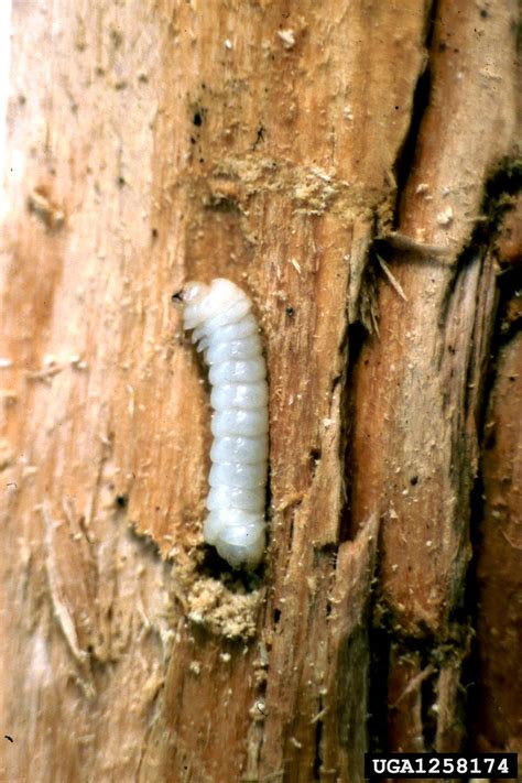 Giant Wood Wasp Urocerus Gigas Larva 잣나무송곳벌 애벌레 Image Only