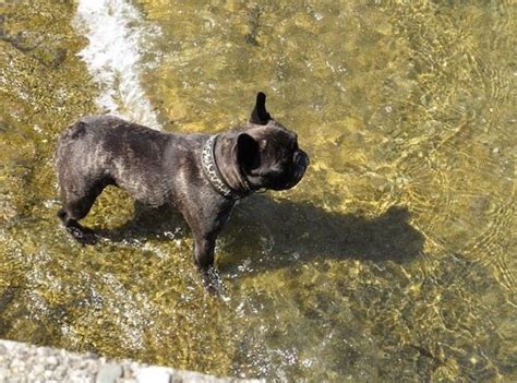 Well, now some of you will probably say that your frenchie knows to swim, right? Can French Bulldogs Swim? - 3 Reasons Why Frenchies Sink