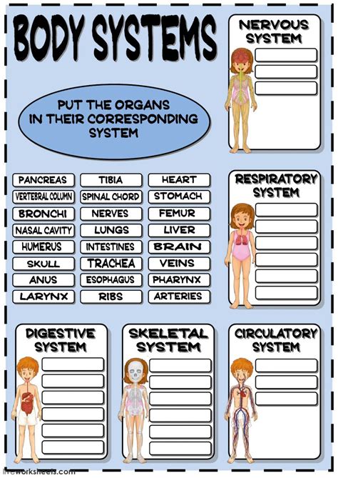 Free Printable Human Body Systems Worksheets Pdf