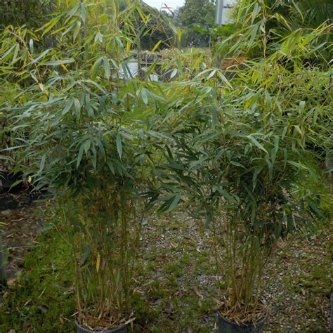 Fargesia Robusta Wolong Small Bamboo Acquista Online Su Vivaibambù