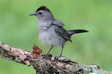 Top 25 Birds Of Minnesota With Pictures Places To Watch Camping