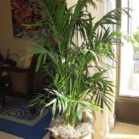 These slow growers can be between 3 to 8 feet in height and help in purifying indoor air, making them a favorite of interior designers. Types of Indoor Palm Plants to Grow