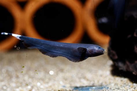 Black Ghost Knifefish The Complete Care And Breeding Guide
