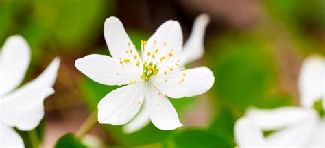 Bloodroot Benefits Uses Risks Side Effects And Precautions Dr Axe