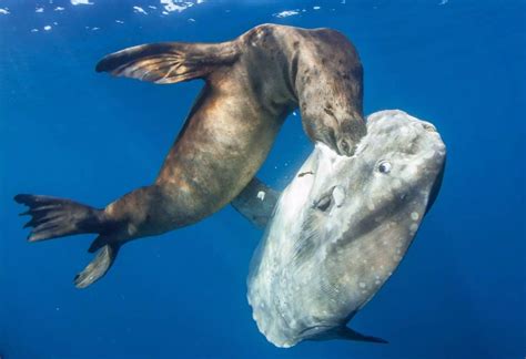 Photographer Captures Sea Lion Plunging Into Earths Largest Bony Fish