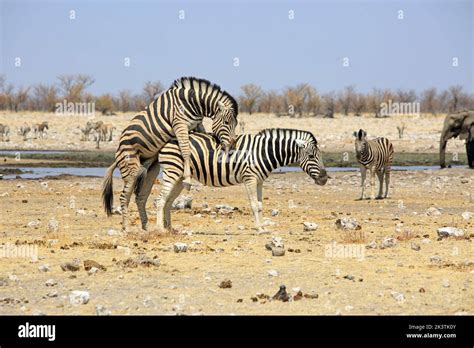 Zebras Mating While Another Zebra And An Elephant Watch In Etosha