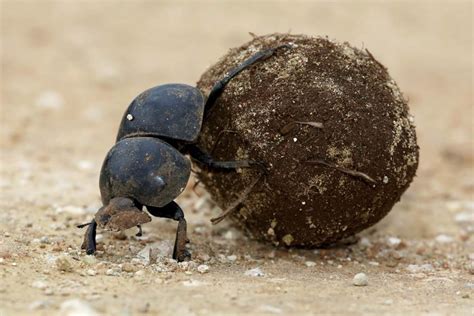 Curiosidades Del Escarabajo Pelotero Lo Que No Sabias