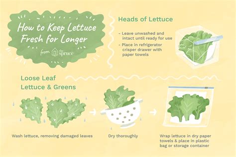 Tips To Keep Lettuce Fresh Longer