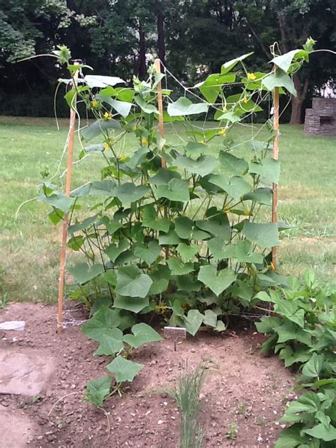 Zucchini plants are big feeders meaning that they need nutrient dense soil. Another shot of my trellis netting with my cucumber plants ...