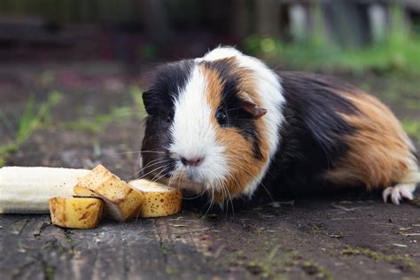 Guinea Pigs Diet And Vitamin C Requirements