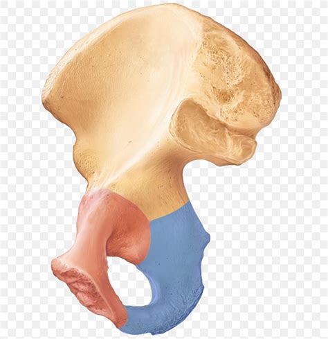 Iliac Bone Anatomy