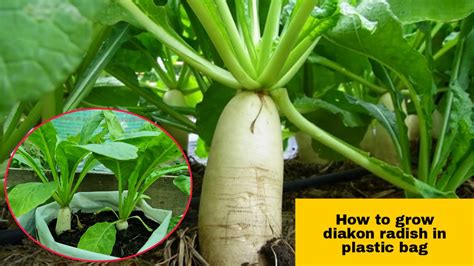 How To Grow Daikon Radish In Plastic Bag Easy Way To Grow Daikon