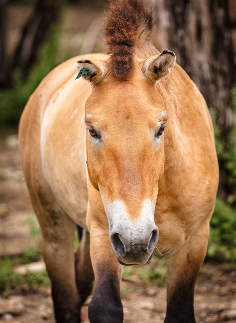 In the meantime, children who were born in year of the horse or have family members who were can find out about horse characteristics and enjoy our fun printables, puzzles, colouring pages, crafts and other activities for kids. Przewalski's Horse - Fossil Rim Wildlife Center