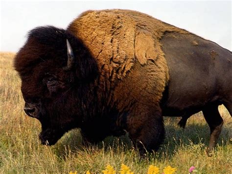 The american buffalo is an animal found in red dead revolver and red dead redemption. QQ Wallpapers: American Buffalo