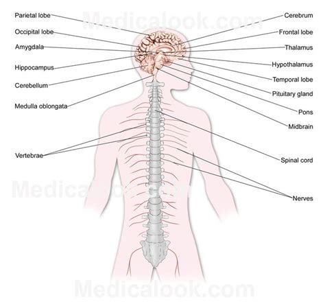 It comprises all the nerve cells which are associated with the cns. nervous system diagram - Google Search | Places to Visit ...