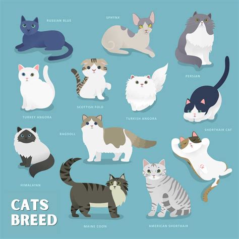 Senarai Jenis Baka-Baka Kucing Yang Popular Seluruh Dunia | Bukit Besi Blog