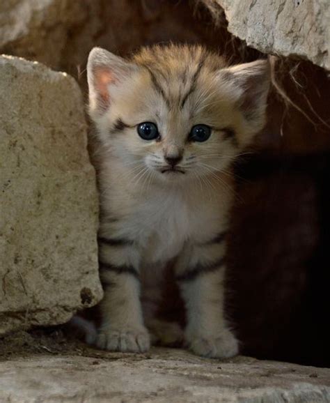 Rare Sand Kitten Born Neatorama