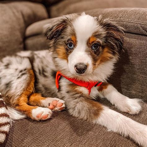 14 Interesting Facts About Australian Shepherds You Probably Didnt Know