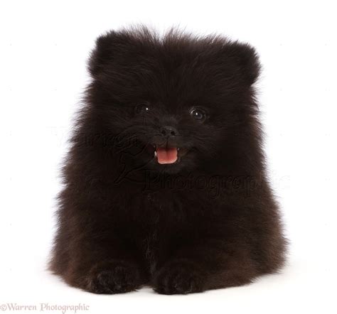 Dog Black Pomeranian Puppy 10 Weeks Old Photo Wp48475