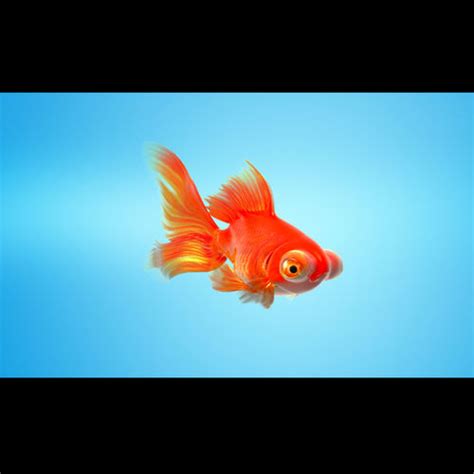 Goldfish Full Rigged Animated 3d Model Animated Rigged Cgtrader