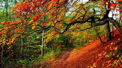 Yellow Green Red Autumn Leaves Trees Forest Background During Daytime