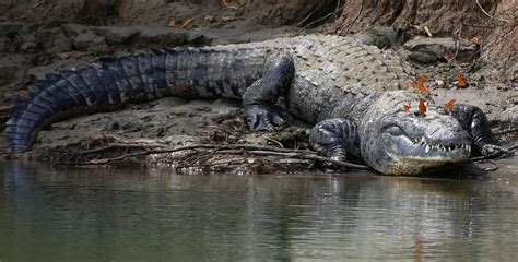 Morelets Crocodile Naturerules1 Wiki Fandom