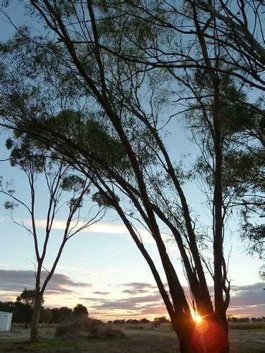 Gum Tree In The Sunset Sun Peeking Through The Lower Branc Flickr