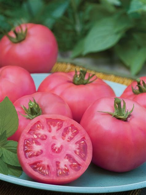 The 15 Best Beefsteak Tomatoes To Grow In 2023 Food Gardening Network