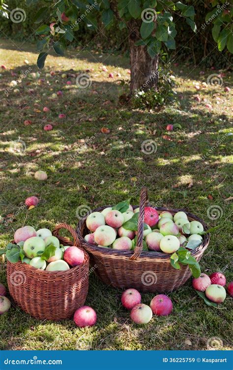 Harvesting Apples Stock Image Image Of Plant Agriculture 36225759