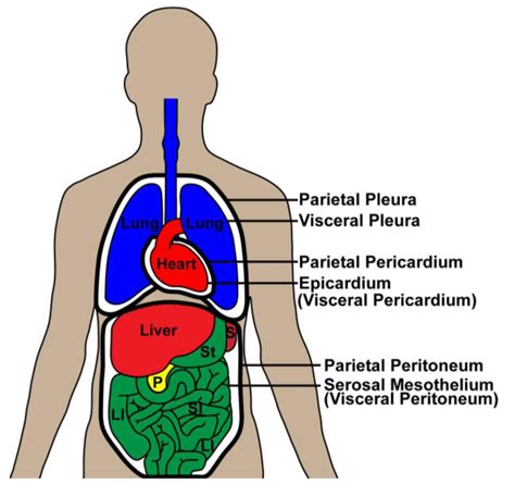 Peritônio Parietal E Visceral