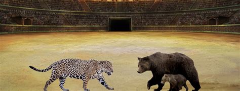 Arriba Imagen Jaguar Vs Grizzly Bear In Thptnganamst Edu Vn