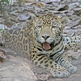 May 20, 2021 · but if he makes the jaguars' roster and plays the full reason, tebow's travels would take him to four time zones, 10 states and two countries (this means you, london). Arizona Mine Threatens Endangered Jaguar • The National ...
