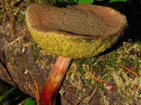 Mushroom Identification Bolete Mushrooms Green Nature