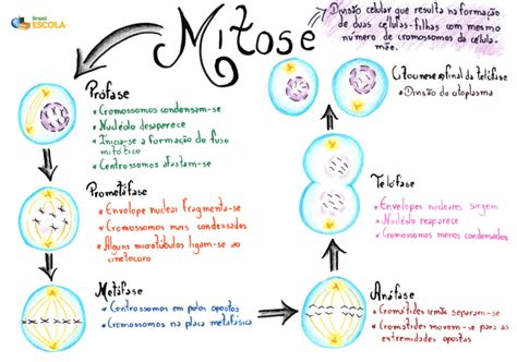 Mitose O Que é Fases Importância Mitose X Meiose