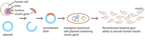 Image courtesy of the national human genome research institute. Molecular cloning, Microbes and the tools of genetic, By OpenStax | Jobilize LLC