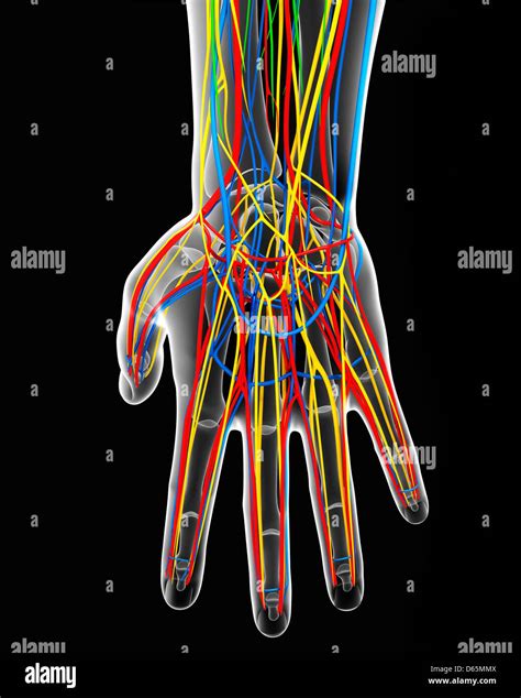 Hand Anatomy Artwork High Resolution Stock Photography And Images Alamy