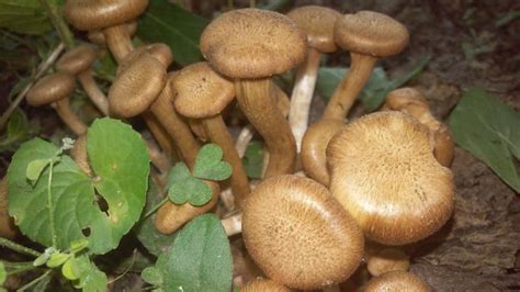 Missouri Mushroom Identification All Mushroom Info