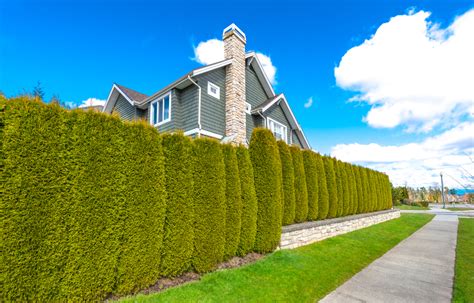 How To Plant A Privacy Hedge Garden Delights Blog