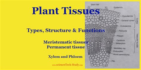 Plant Tissues Types Structure Functions Xylem And Phloem